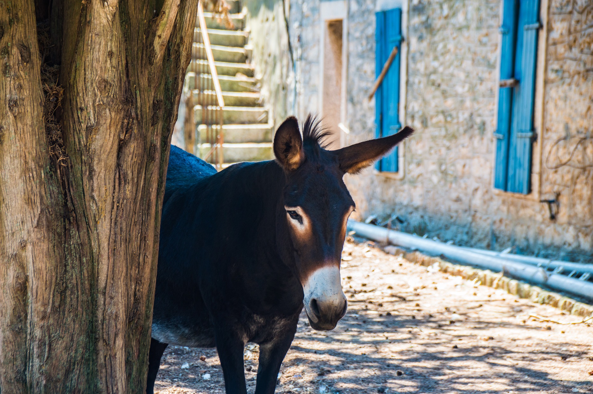 Donkeys - Top 22 Reasons to Visit Croatia - Best Croatia Tours