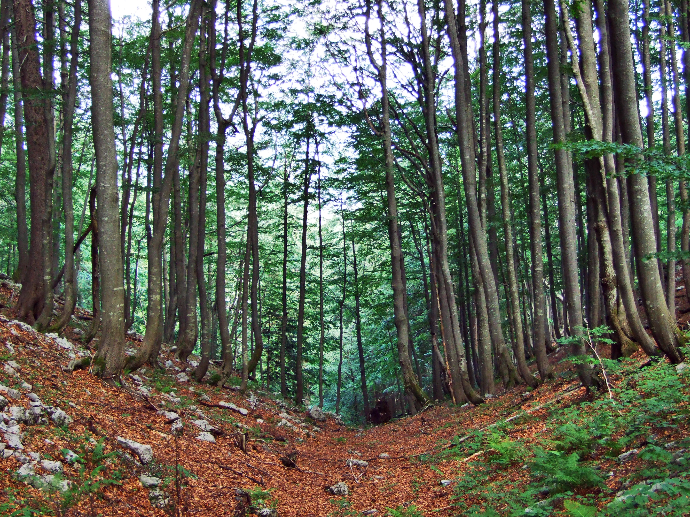 Risnjak National Park, Croatia - The 8 National Parks of Croatia - Best Croatia Tours